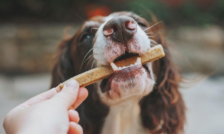 Perro mordiendo un premio