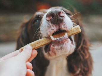 Perro mordiendo un premio