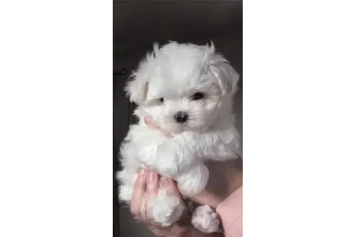 $2000 : Maltesse puppies image 1