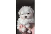 Maltesse puppies en Hialeah