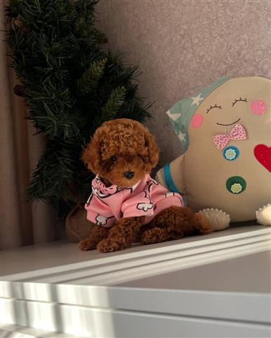 $350 : Maltipoo image 10