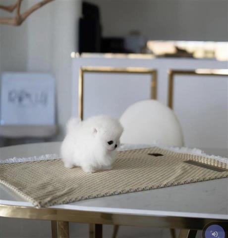 $350 : Pomeranian teacup puppies image 1
