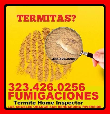 ► EXPERTOS EN TERMITAS ◄ image 1