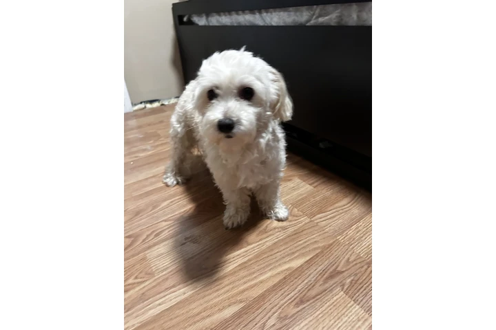 $450 : Maltipoo image 5