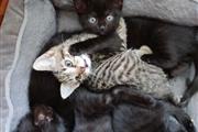 American shorthair kittens thumbnail