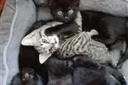 American shorthair kittens thumbnail
