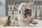 French bulldogs en Los Angeles