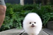 $400 : Pomeranian and French bulldogs thumbnail