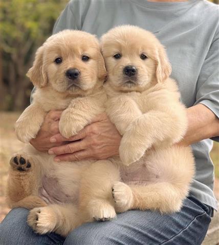 $350 : Golden Retriever Pup's image 1