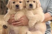 Golden Retriever Pup's en Jersey City