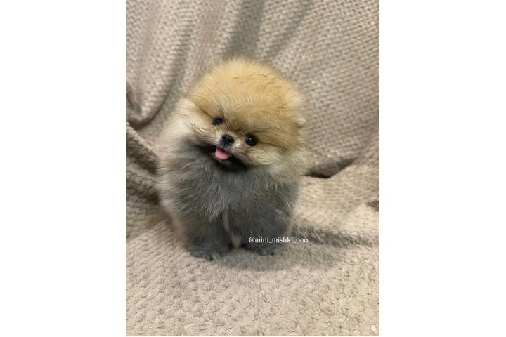 $64 : Pomeranian puppies image 1