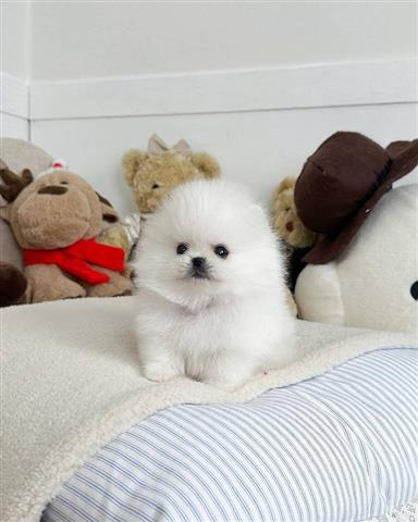 $300 : Cachorros de pomerania blancos image 1