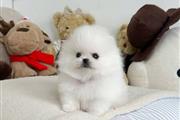 Cachorros de pomerania blancos