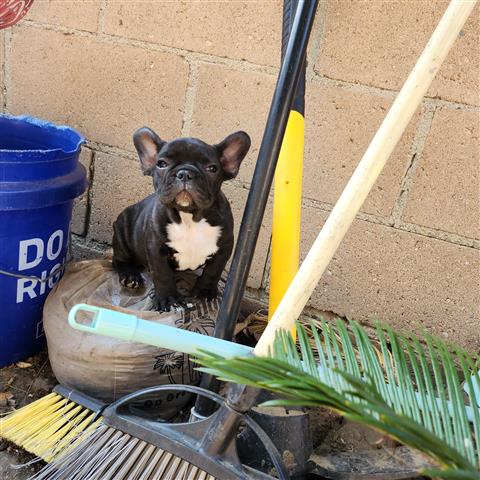 $1200 : Cachorros French Bulldog image 2