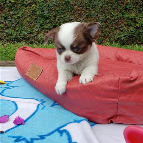 $250 : Charming Chihuahua Puppies image 1