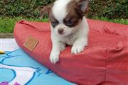 Charming Chihuahua Puppies en Maui