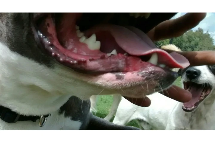 Instructor canino image 3