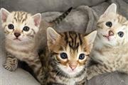 $500 : gatitos buscando nuevos hogare thumbnail