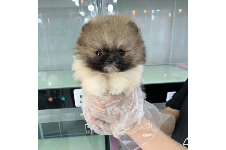 $350 : Pomerania en venta image 3