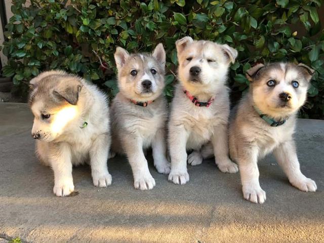 Cachorros siberianos husky image 2