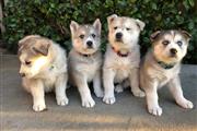 Cachorros siberianos husky thumbnail