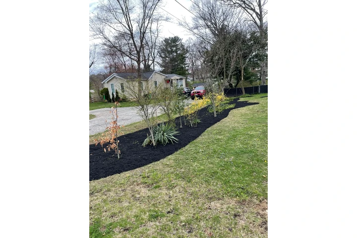 🌳HIDALGO LANDSCAPING SERVICES image 7
