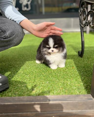 $350 : pomerania en venta image 2