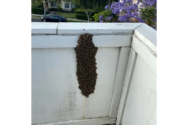 CONTROL DE ABEJAS, BEE REMOVAL image 3