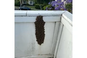 CONTROL DE ABEJAS, BEE REMOVAL thumbnail