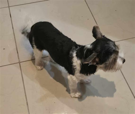 $800 : Male Biewer terrier image 2