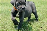 $300 : Cane Corso puppies for sale thumbnail