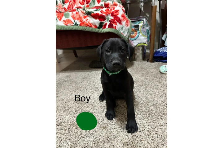 $150 : Labradores image 2
