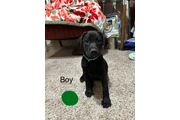 $150 : Labradores thumbnail