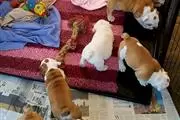 cachorros de bulldog inglés en Yakima