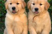 $500 : cachorros golden retriever thumbnail