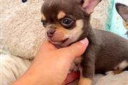 $250 : Cachorro Chihuahua thumbnail