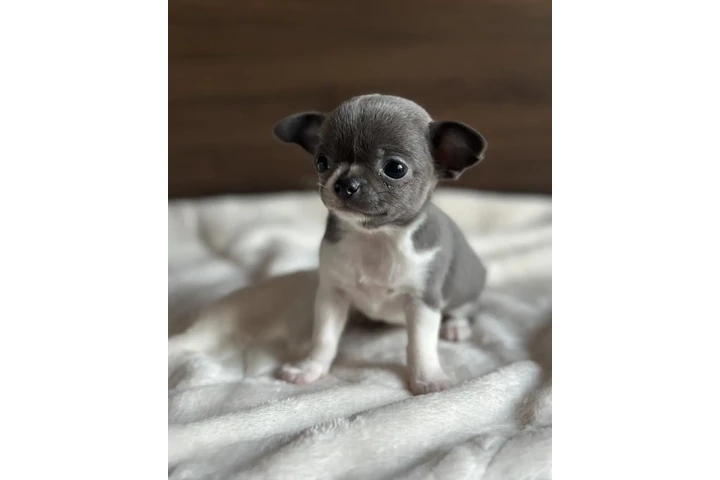 $500 : Chihuahua puppies for sale image 4