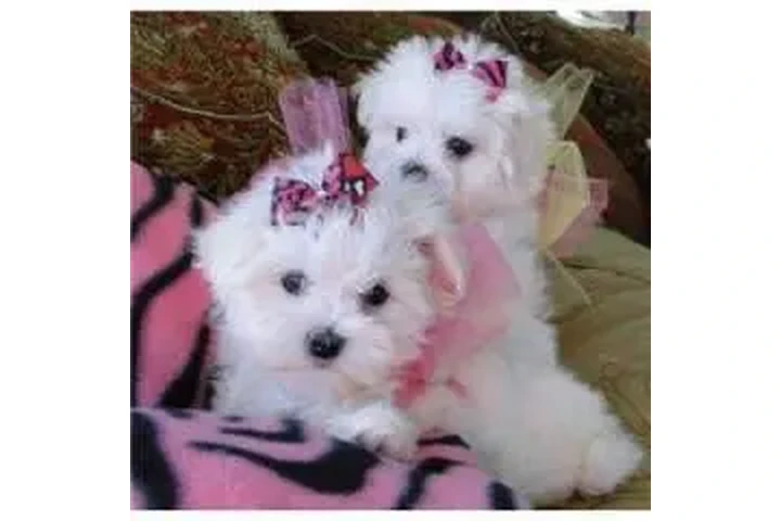 $400 : Pure White Maltese Puppies image 3