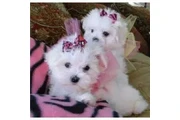 $400 : Pure White Maltese Puppies thumbnail