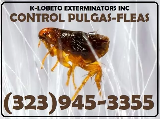 PEST CONTROL SERVICES 24/7.- image 2