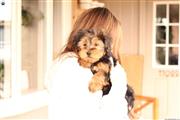 $240 : COLOURFUL YORKSHIRE TERRIER thumbnail