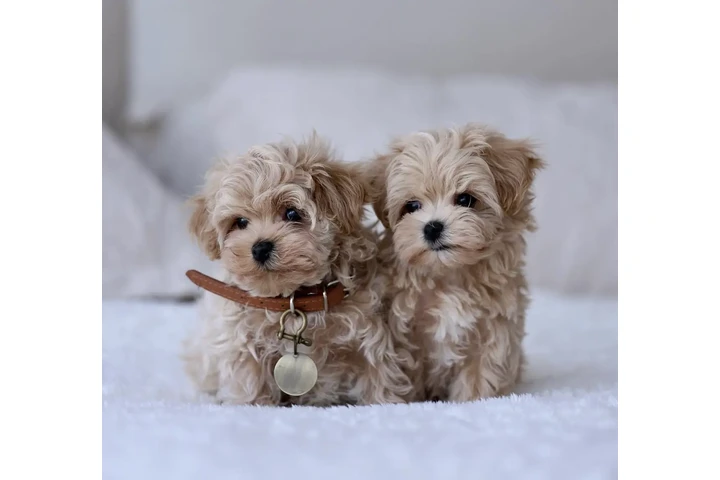 $450 : Two Maltipoo Puppies For Sale image 1