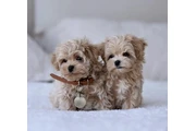 Two Maltipoo Puppies For Sale en Charlotte