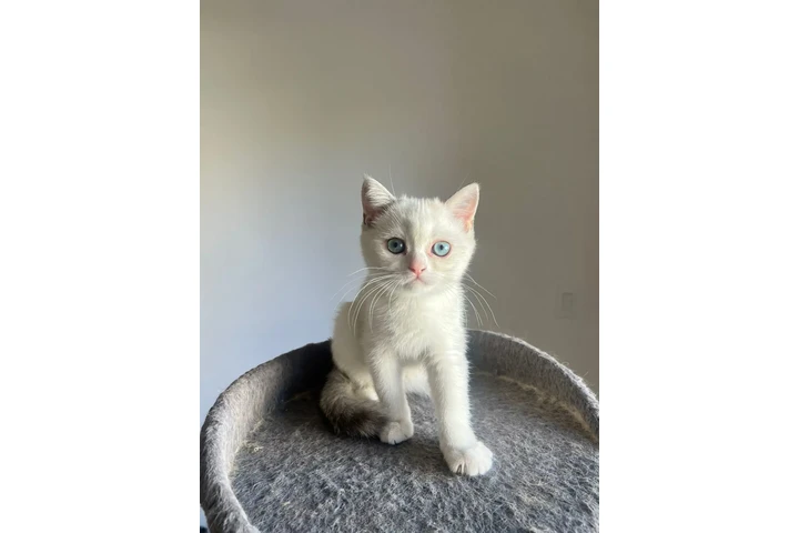 $2000 : 3 Beautiful Scottish Fold Girl image 4