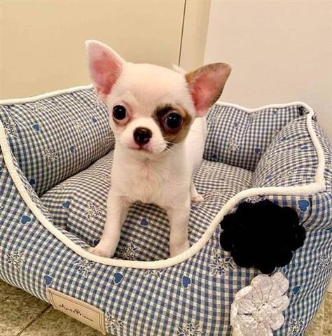 $300 : Chihuahua miniatura disponible image 3