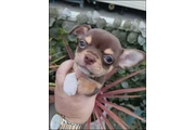 $700 : Chihuahua puppies thumbnail