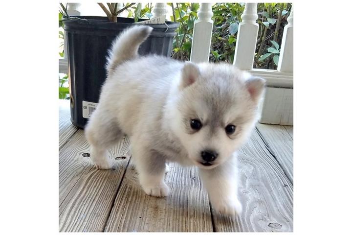 $500 : Pomsky y husky Perritos venta image 2