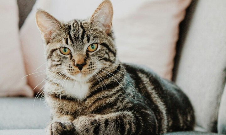 Nitos sobre el comportamiento de los gatos