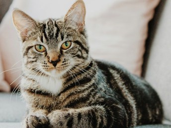 Nitos sobre el comportamiento de los gatos