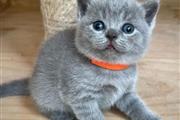 British Shorthair for sale en Philadelphia